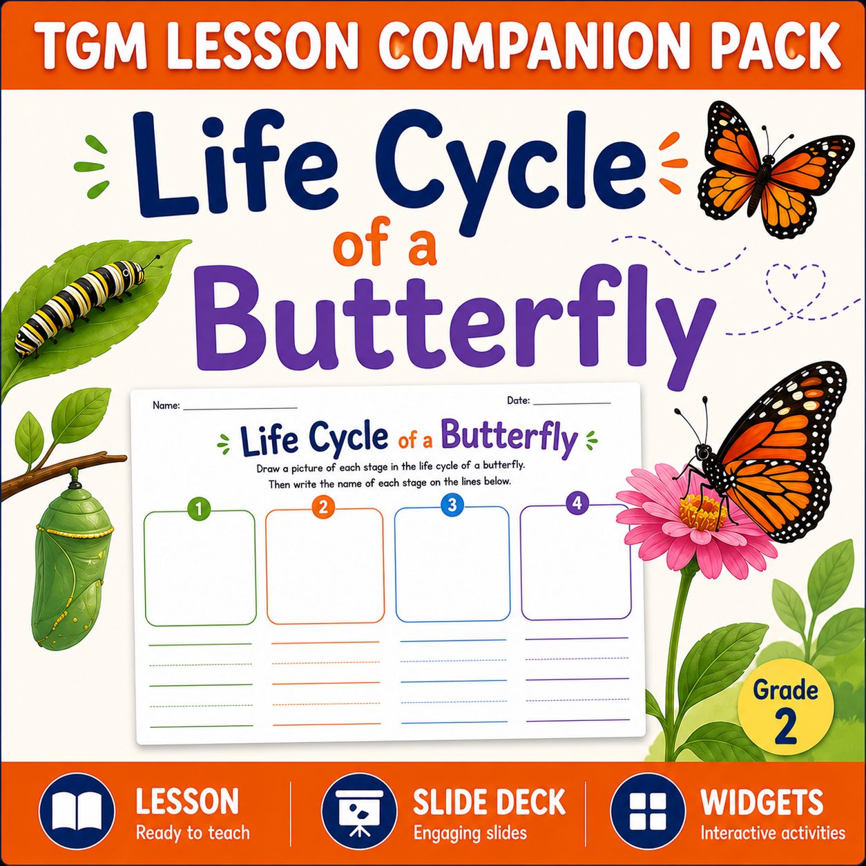 Exploring the Life Cycle of a Butterfly