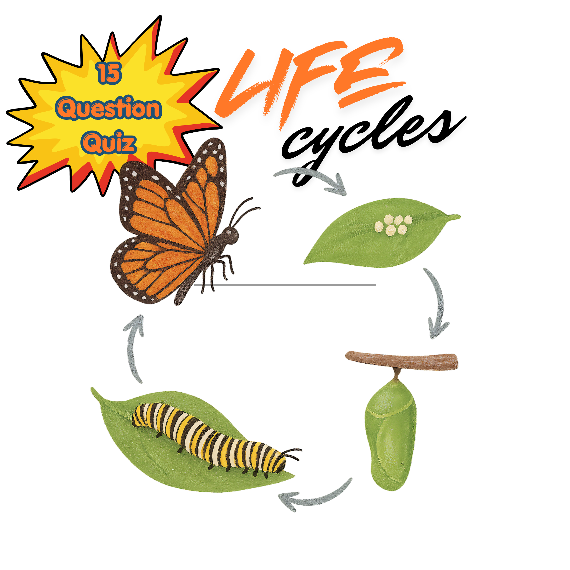 Life Cycle Quiz – 15 Questions Multiple Choice Quiz with Images (Interactive + Printable)