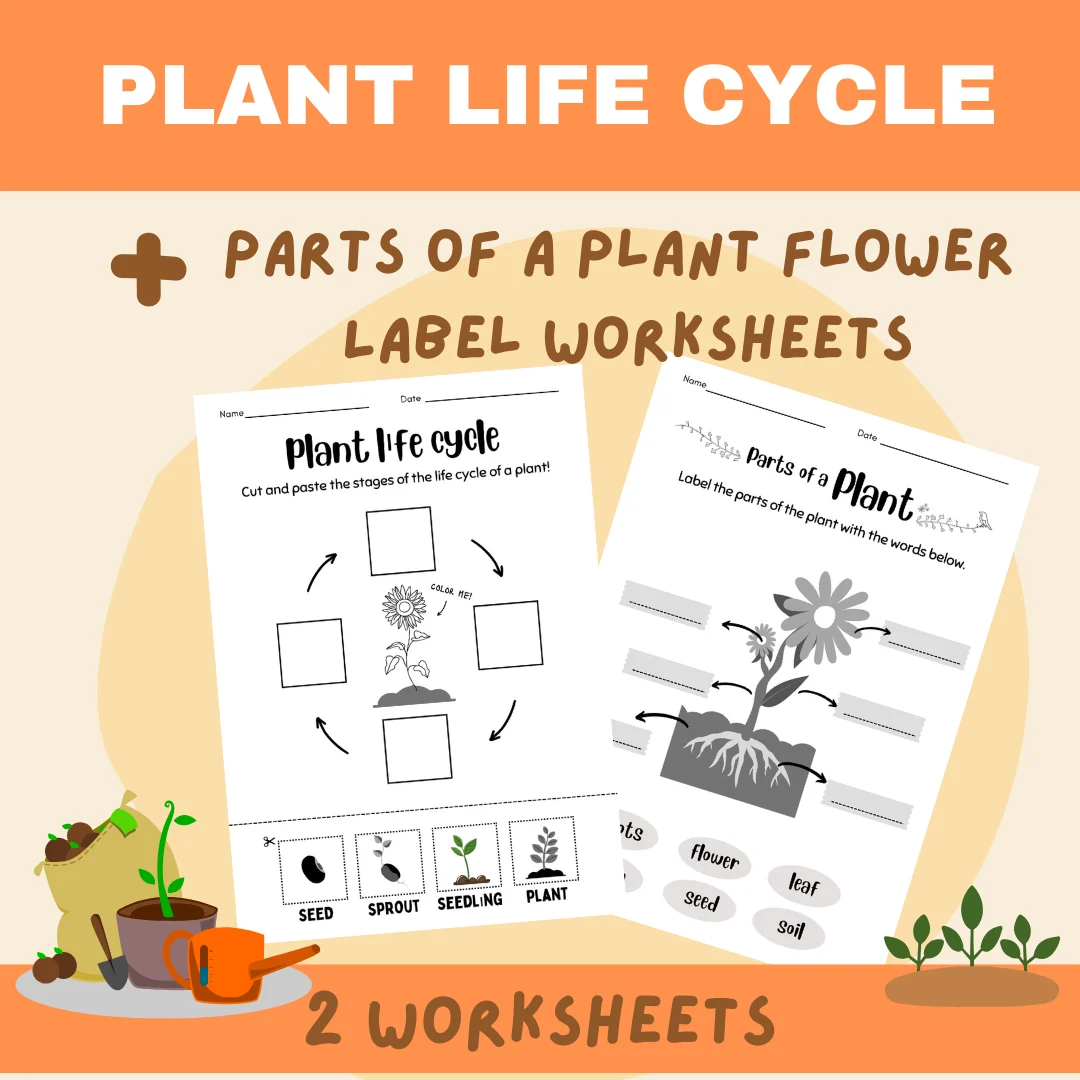 Plant Life Cycle & Parts of a Plant Flower Label Worksheets